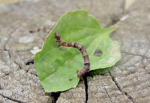 Larva di Geometridae